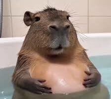 Capybarapluie